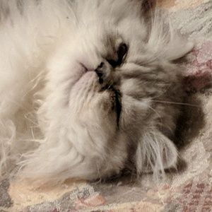 Meet your Posher, Yvonne